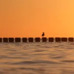 Podróżowanie z psem: noclegi, plaże i transport